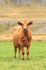 Naklejka na ściany i meble Icelandic cow outside on the meadow