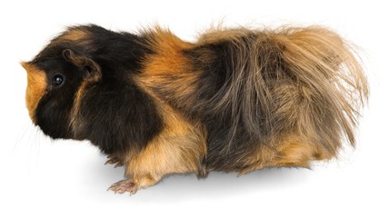 Guinea Pig