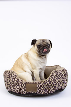 Louie Licking His Chops 