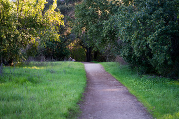 Fototapeta na wymiar Hiking trail in the park in spring