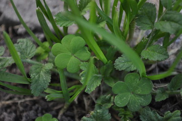 Greenery growing out of ground