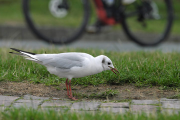 Möve und Radfahrer an der Nordseeküste - Stockfoto