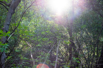 Sunshine to the forest in spring