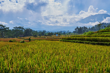 Beautiful landscape view of the yellow rice terraces on the blue sky background. Cultivation and prepare the harvest. Farmlands, village, fields with crops, agricultural land of farmers.