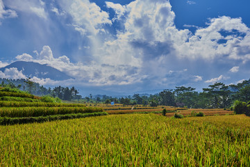 Beautiful landscape view of the yellow rice terraces on the blue sky background. Cultivation and prepare the harvest. Farmlands, village, fields with crops, agricultural land of farmers.
