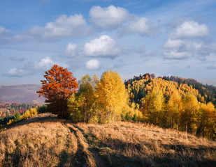 Autumn landscape with trees on the hill