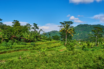 Fototapeta premium Green cascade rice field plantation. Landscape. Beautiful scene of rice terrace on daylight sunshade. Farmlands, village, fields with crops, agricultural land of farmers. Agriculture concept.