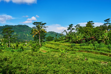 Green cascade rice field plantation. Landscape. Beautiful scene of rice terrace on daylight sunshade. Farmlands, village, fields with crops, agricultural land of farmers. Agriculture concept.