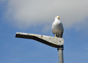 Seemöwe sitzt auf einer Laterne im Hafen