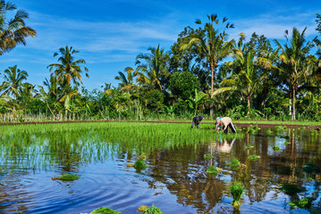 Transplant rice seedlings. Asian farmers is withdrawn seedling before the grown in paddy field. Planting rice in the rainy season. Rural work. View of the countryside on the blue sky background.
