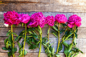 Floral frame with fresh blooming pink magenta peony flowers bouquet on old shabby rustic wooden background, copyspace. Spring or summer in garden, eco, colorful nature, ecology concept