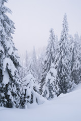 Spruce forest in the snow