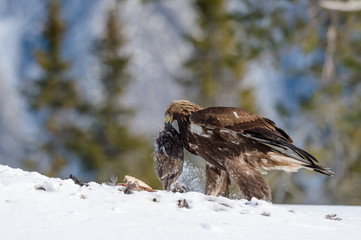 Golden eagle (Aquila chrysaetos) with kill, in Telemark, Norway