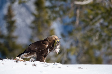 Golden eagle (Aquila chrysaetos) with kill, in Telemark, Norway