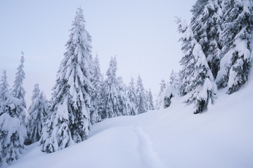 Winter landscape with footpath in the snow