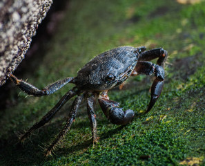 The curious crab