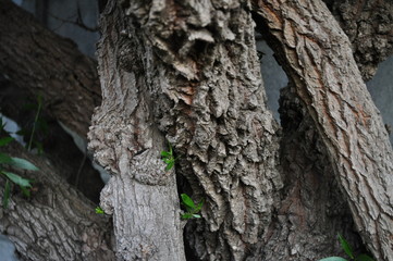 Close up of tree branch bark