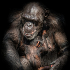 Portrait of mother Chimpanzee with her funny small baby at black background