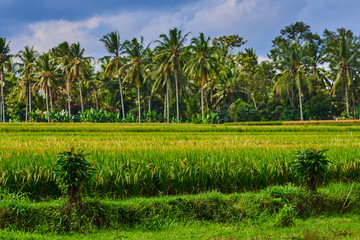  Rural landscape. Bali rice fields. Color in nature. Beauty in the world. Green riсe fields and blue sky with clouds in the background. Beautiful green rice terraces lit by sun on a cloudy day.