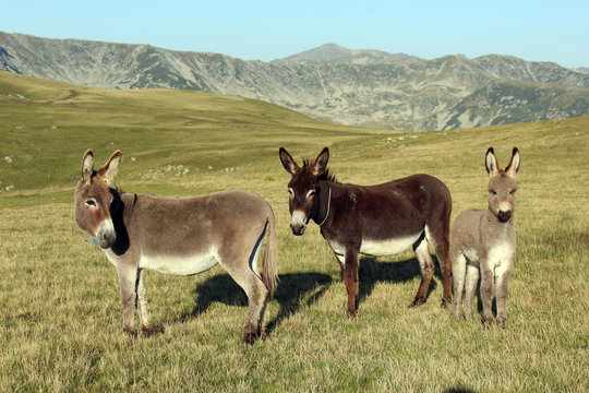 Donkeys on the mountain