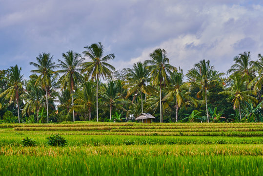 Rural landscape. Bali rice fields. Color in nature. Beauty in the world. Green riсe fields and blue sky with clouds in the background. Beautiful green rice terraces lit by sun on a cloudy day. © eskstock