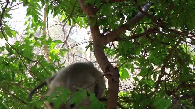 Hanuman langur (Presbytis entellus) monkey in a tree, a female with a cub. The cub is suspended on the mother's chest during descent to the ground, leaf-eating monkey is the sacred animal
