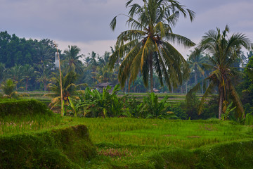 Fototapeta na wymiar Rice field green grass, sky cloudy. Landscape. The traditional cultivation in a valley among the mountains. Rice cultivation. Beautiful view. Agriculture concept. Harvesting time. Farm, paddy field.