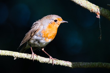 Rotkehlchen sitzt im Garten auf einem Ast