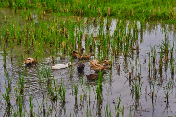 Ducks in the rice field on the background of rice field and farmer houses. Group of indonesian ducks, fleeing away in to fresh, green rice fields full of water. Bali ducks. Organic farming.