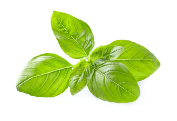 Basil leaves in closeup