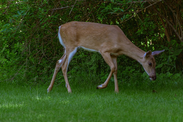 Deer Feeding