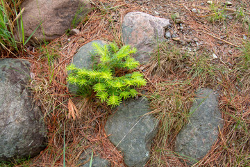 Little Tree trying to grow among the rocks in the forest