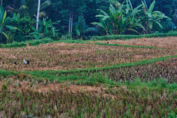Rice field with water and dry straw. Young grass is growing after harvesting. Agricultural, soil management. Preparing for new rice crop in the next season. Harvesting time. Farm, paddy field.