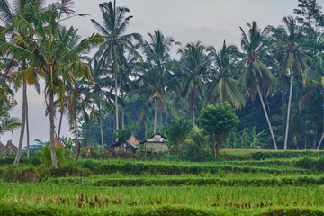 Fototapeta premium Rice field green grass, sky cloudy. Landscape. The traditional cultivation in a valley among the mountains. Rice cultivation. Beautiful view. Agriculture concept. Harvesting time. Farm, paddy field.