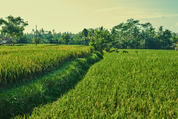 Fototapeta premium Сlose up of yellow green rice field. Autumn rice field of good harvest. Agriculture. Harvesting time. Farm, paddy field. Mature harvest. Lush gold fields of the countryside. Organic food. Toned.