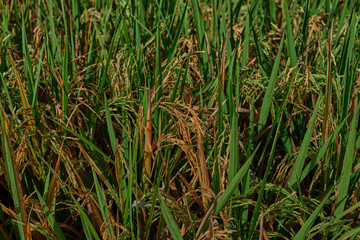 Obraz premium Agriculture. Harvesting time. Farm, paddy field. Rice spikes in a golden rural area. Well ripened crop. Mature harvest. Ripening field, close up, selective focus. Lush gold fields of the countryside.