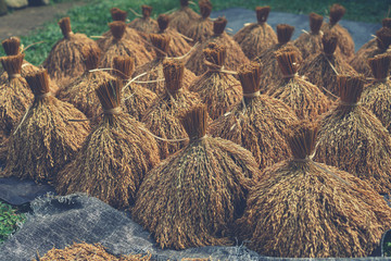 Raw rice grain. Organic food background. Ear of rice or ear of paddy. Golden spike rice. Field with...