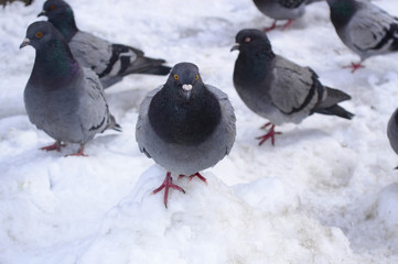 Photo of beautiful pigeons