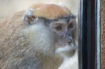 Patas monkey looking through the window