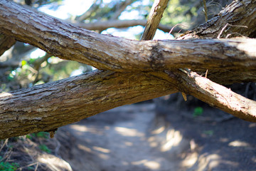 Trees` branches crossing in Lands End, San Francisco. Gate, nature.