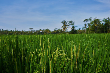Rice field green grass, sky cloudy.  Terraces.The traditional cultivation in a valley among the mountains. Rice cultivation. Beautiful view. Agriculture concept. Harvesting time. Farm, paddy field.