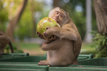 Naklejka premium brown monkey sitting on green bin and eating green coconut , bite with teeth, hand and foot hold on coconut