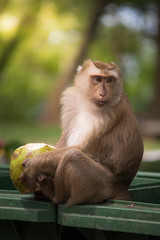 Fototapeta premium brown monkey sitting on green bin and eating green coconut , hand and foot hold on coconut