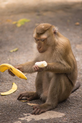 brown monkey sitting on ground floor and eating yellow ripe banana