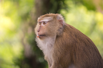 brown monkey which nut peel on mouth , looking at something with yellow green background