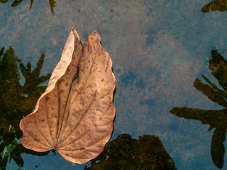 close-up of dry leaf on calm water surface