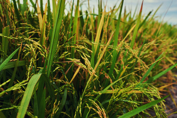 Сlose up of yellow green rice field. Autumn rice field of good harvest. Agriculture. Harvesting time. Farm, paddy field. Mature harvest. Lush gold fields of the countryside. Organic food. Toned.