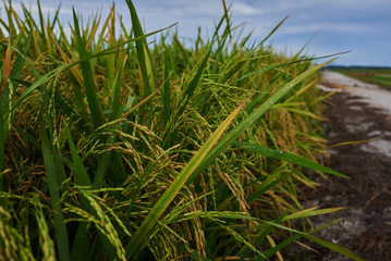 Agriculture. Harvesting time. Farm, paddy field. Rice spikes in a golden rural area. Well ripened crop. Mature harvest. Ripening field, close up, selective focus. Lush gold fields of the countryside.