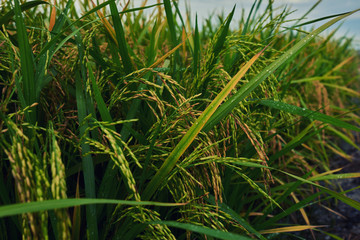 Agriculture. Harvesting time. Farm, paddy field. Rice spikes in a golden rural area. Well ripened crop. Mature harvest. Ripening field, close up, selective focus. Lush gold fields of the countryside.