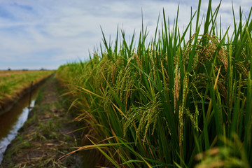 Obraz premium Сlose up of yellow green rice field. Autumn rice field of good harvest. Agriculture. Harvesting time. Farm, paddy field. Mature harvest. Lush gold fields of the countryside. Organic food. Toned.